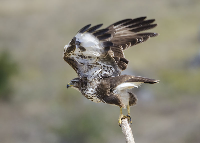 Poiana - Buteo buteo